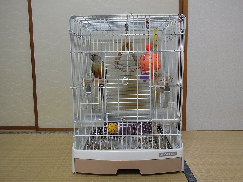 ウロコインコ入りイージーホーム バード 40-BR全面